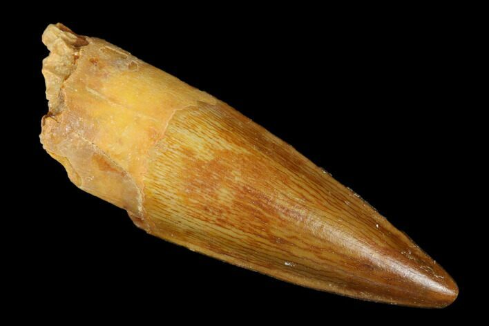 Real Spinosaurus Tooth - Beautiful Preservation #179634